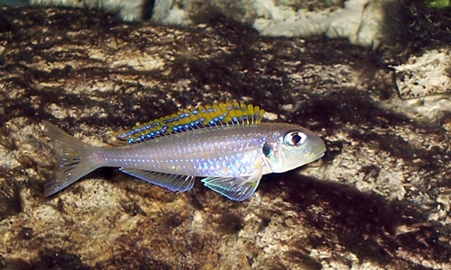 Xenotilapia flavipinnis 'Bulu Point'